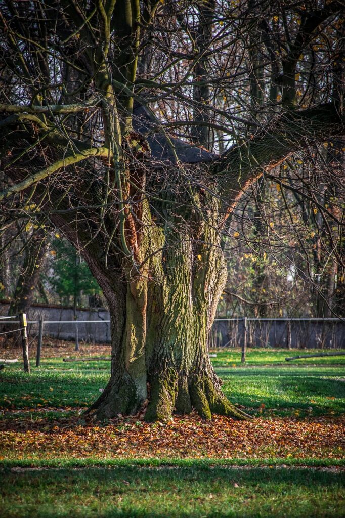 骨盤の歪みが原因で足が太くなる理由とは？