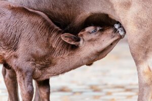 ふくらはぎ痩せに効果的なストレッチはどれ？