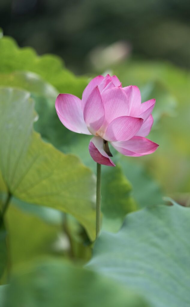 下半身太りを解消するヨガの効果とは？